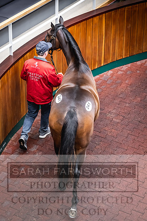 Goffs UK Premier Yearling Sale 2023-397