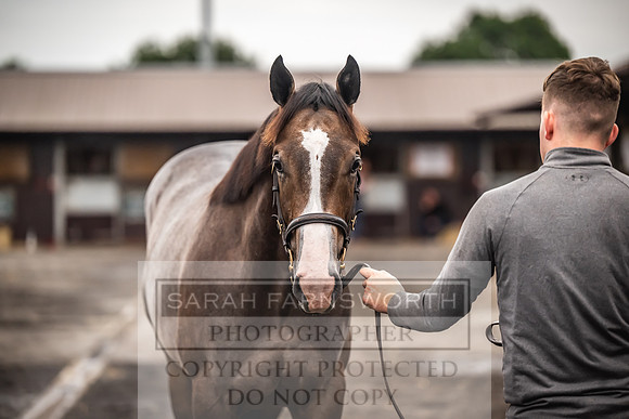 Goffs UK Premier Yearling Sale 2023-57