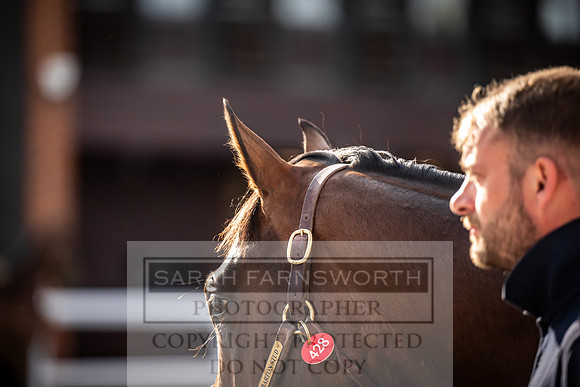 Goffs UK Premier Yearling Sale 2023-520