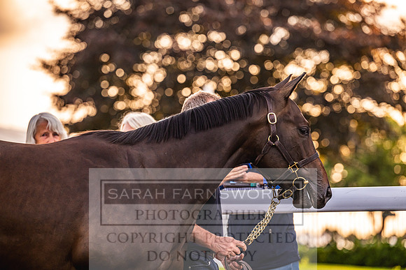 Goffs UK Premier Yearling Sale 2023-324