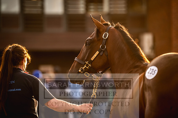 Goffs UK Premier Yearling Sale 2023-316