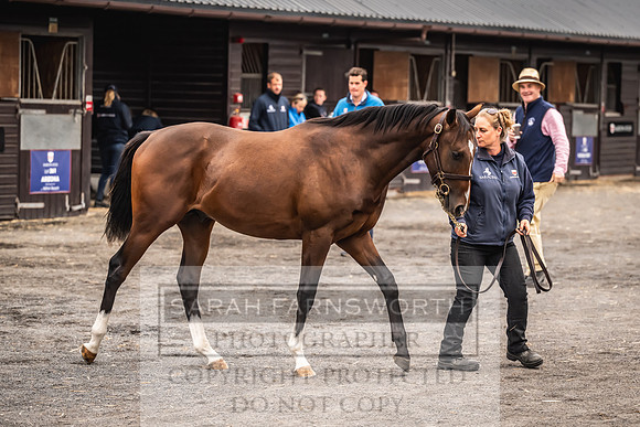 Goffs UK Premier Yearling Sale 2023-22