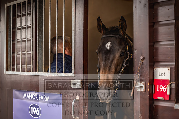Goffs UK Premier Yearling Sale 2023-14