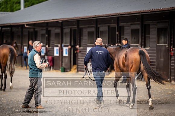 Goffs UK Premier Yearling Sale 2023-367