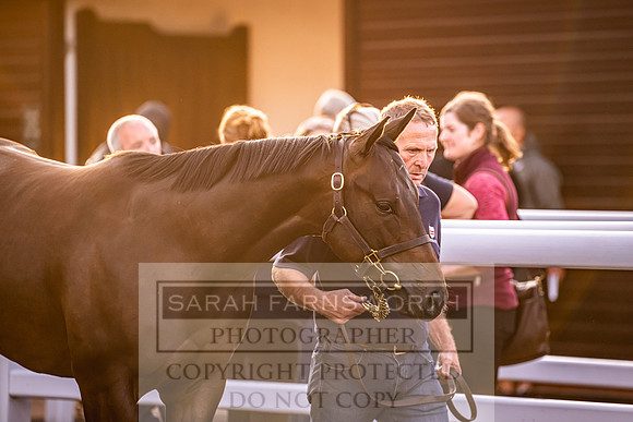 Goffs UK Premier Yearling Sale 2023-328