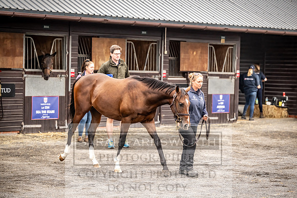 Goffs UK Premier Yearling Sale 2023-20