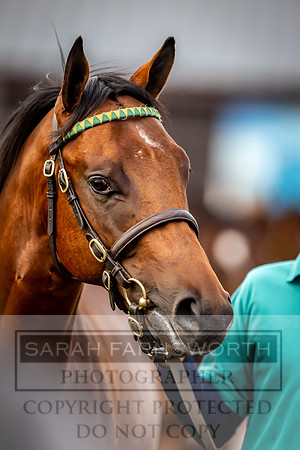 Goffs UK Premier Yearling Sale 2023-271