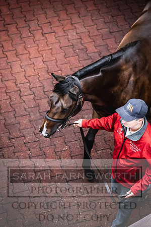 Goffs UK Premier Yearling Sale 2023-394