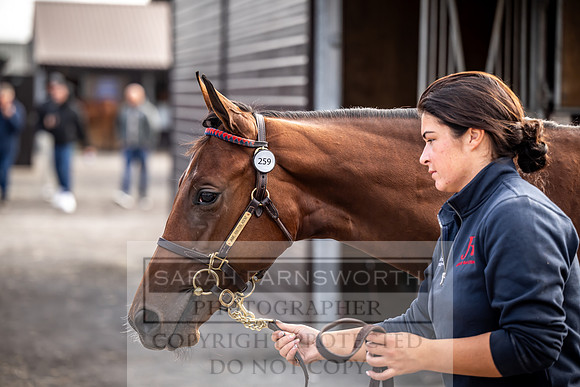 Goffs UK Premier Yearling Sale 2023-374