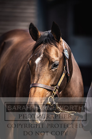 Goffs UK Premier Yearling Sale 2023-378