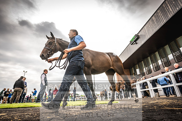 Goffs UK Premier Yearling Sale 2023-136