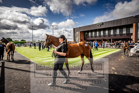 Goffs UK Premier Yearling Sale 2023-404