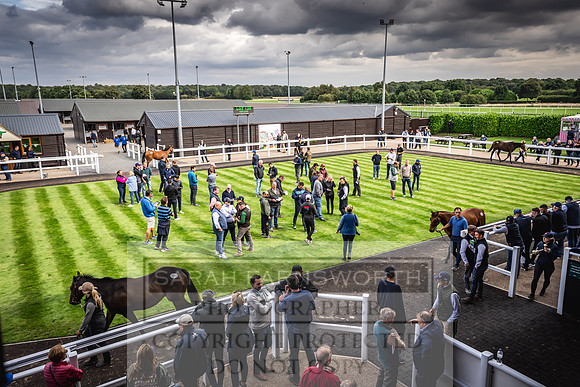 Goffs UK Premier Yearling Sale 2023-237