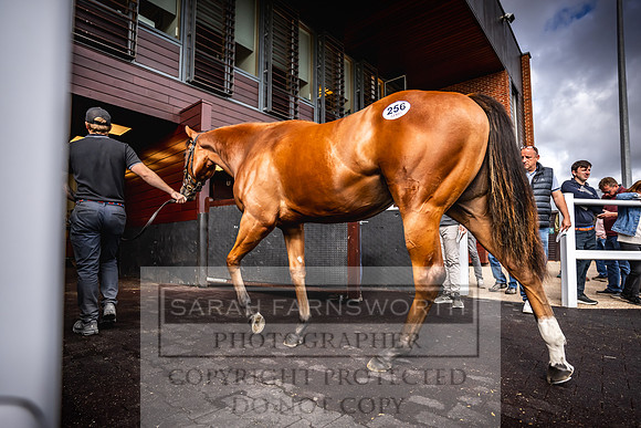Goffs UK Premier Yearling Sale 2023-422