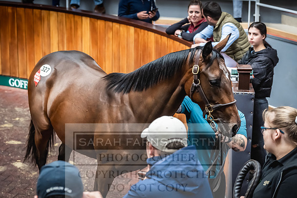 Goffs UK Premier Yearling Sale 2023-450