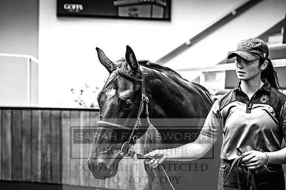 Goffs UK Premier Yearling Sale 2023-479