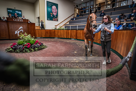 Goffs UK Premier Yearling Sale 2023-243