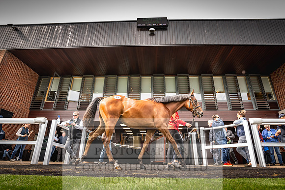 Goffs UK Premier Yearling Sale 2023-134
