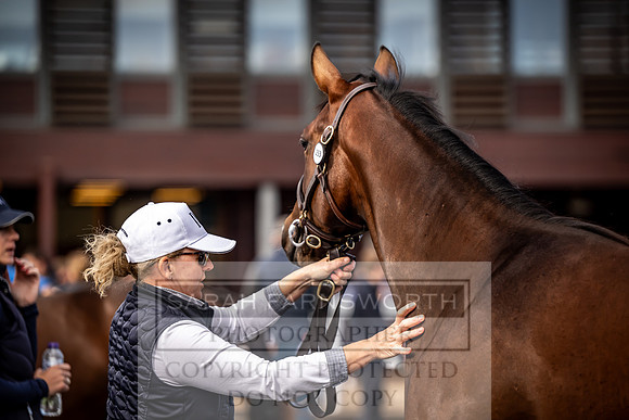 Goffs UK Premier Yearling Sale 2023-389