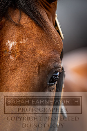 Goffs UK Premier Yearling Sale 2023-275
