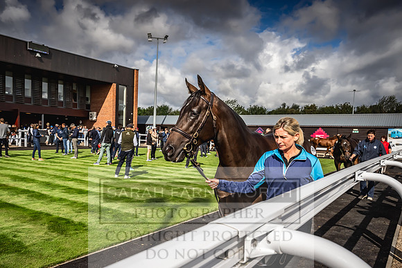 Goffs UK Premier Yearling Sale 2023-411