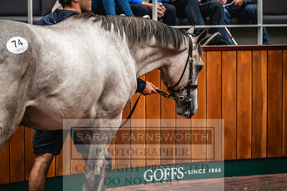 Goffs UK Premier Yearling Sale 2023-176