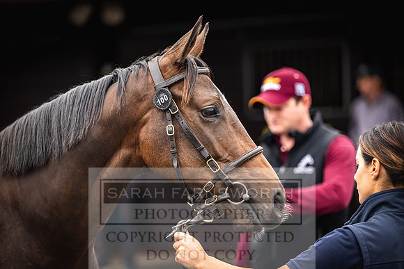 Goffs UK Premier Yearling Sale 2023-29