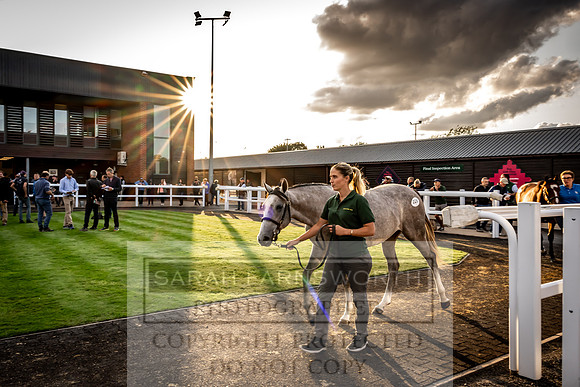 Goffs UK Premier Yearling Sale 2023-299