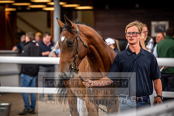 Goffs UK Premier Yearling Sale 2023-219