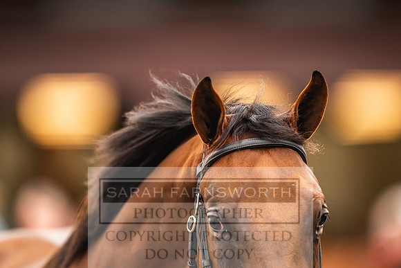 Goffs UK Premier Yearling Sale 2023-123