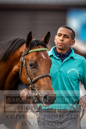 Goffs UK Premier Yearling Sale 2023-277