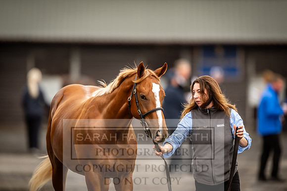 Goffs UK Premier Yearling Sale 2023-113