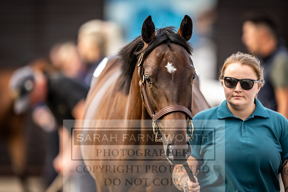 Goffs UK Premier Yearling Sale 2023-266