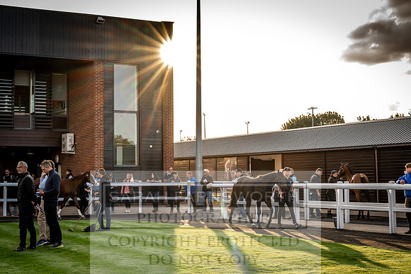 Goffs UK Premier Yearling Sale 2023-301