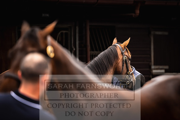 Goffs UK Premier Yearling Sale 2023-13