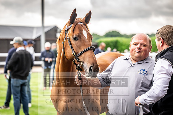 Goffs UK Premier Yearling Sale 2023-161