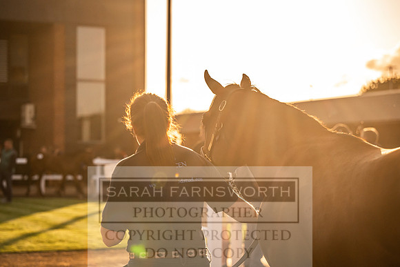 Goffs UK Premier Yearling Sale 2023-315