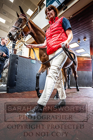 Goffs UK Premier Yearling Sale 2023-431