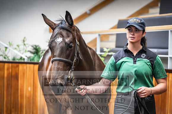 Goffs UK Premier Yearling Sale 2023-478