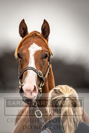 Goffs UK Premier Yearling Sale 2023-117