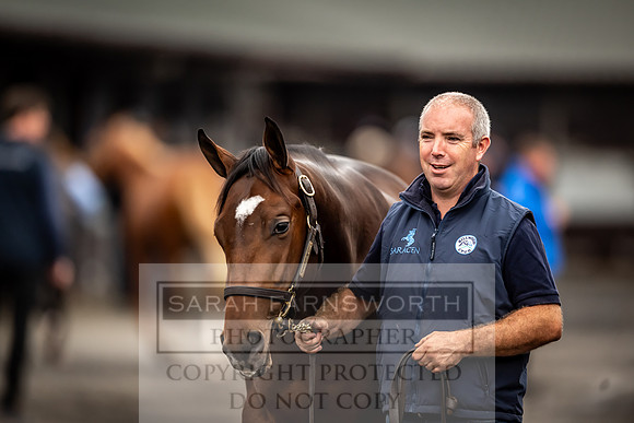 Goffs UK Premier Yearling Sale 2023-110