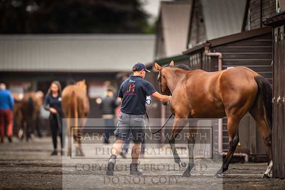 Goffs UK Premier Yearling Sale 2023-102