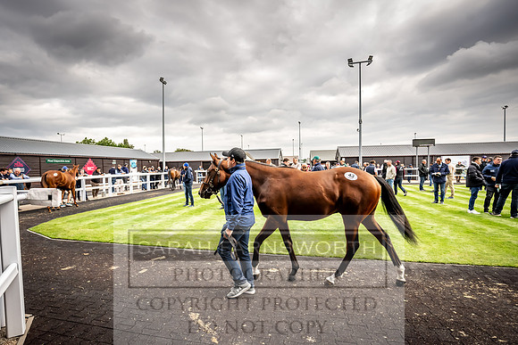 Goffs UK Premier Yearling Sale 2023-132