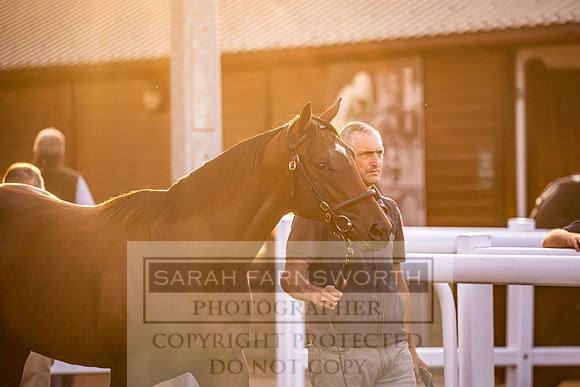 Goffs UK Premier Yearling Sale 2023-329