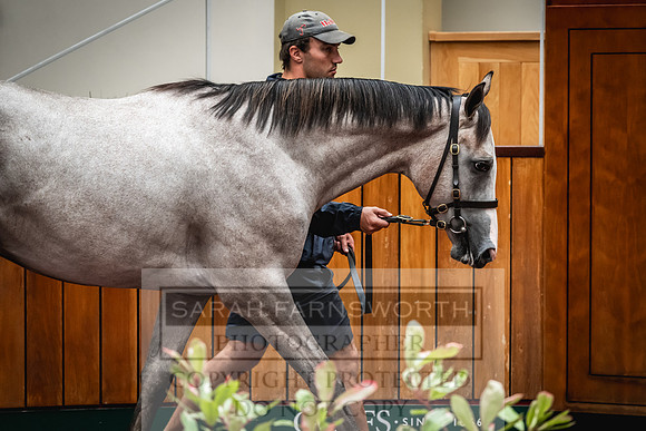 Goffs UK Premier Yearling Sale 2023-177