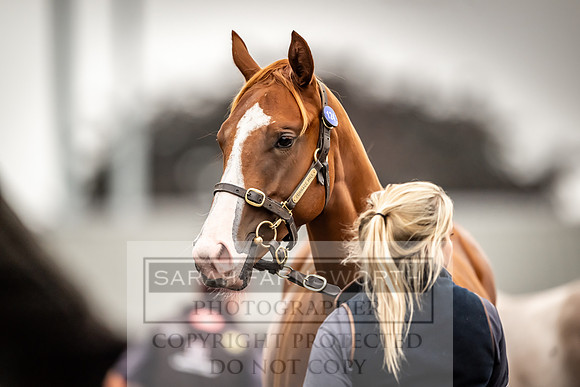 Goffs UK Premier Yearling Sale 2023-118