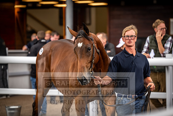Goffs UK Premier Yearling Sale 2023-218