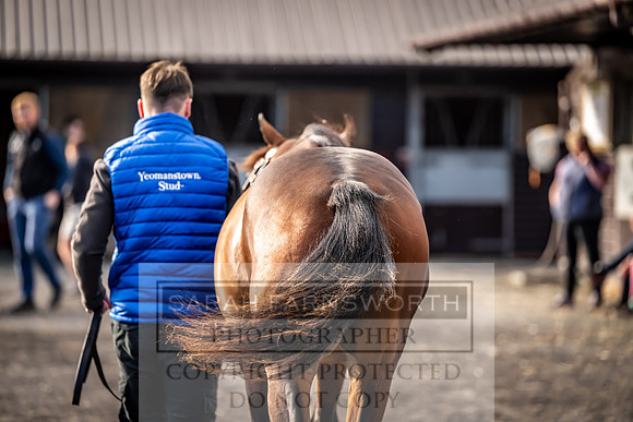 Goffs UK Premier Yearling Sale 2023-337
