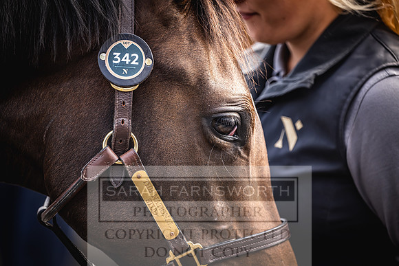 Goffs UK Premier Yearling Sale 2023-387