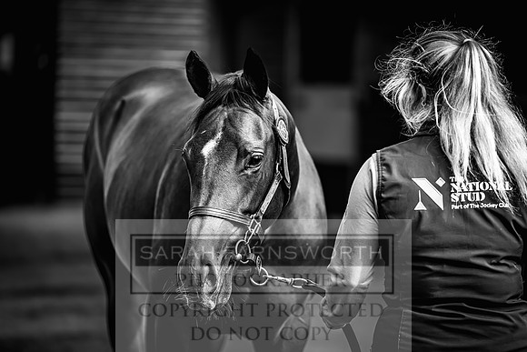 Goffs UK Premier Yearling Sale 2023-376